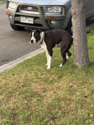 Found/Stray Male Dog last seen Corner Jobbins and Wurrock Curcuit, North Geelong, VIC 3215