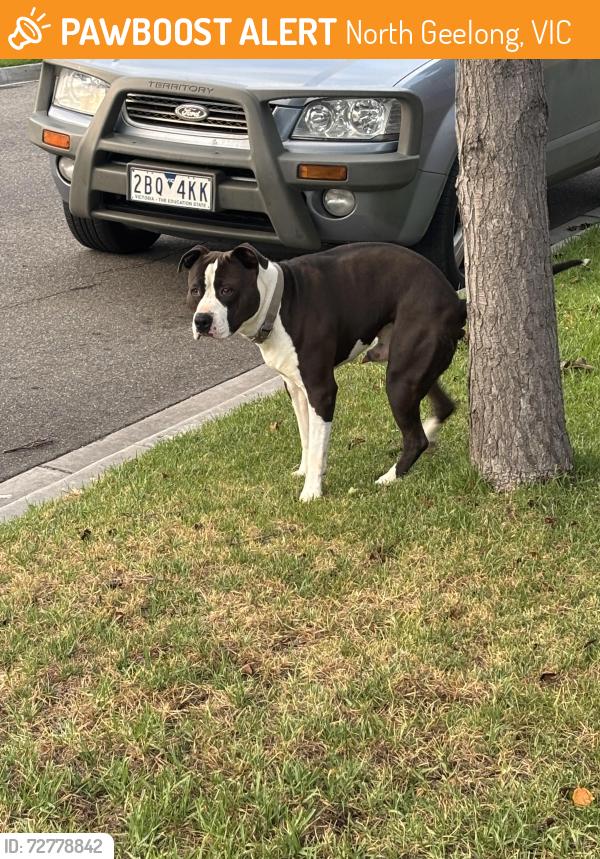Found/Stray Male Dog last seen Corner Jobbins and Wurrock Curcuit, North Geelong, VIC 3215