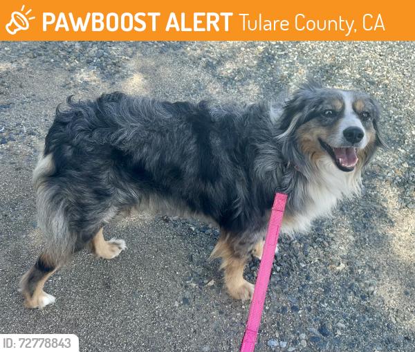 Found/Stray Female Dog last seen Close to Zion Lutheran Elementary School, Tulare County, CA 93270