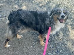 Found/Stray Female Dog last seen Close to Zion Lutheran Elementary School, Tulare County, CA 93270