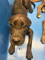 Shelter Stray Female Dog last seen NAYLOR AVE, TAFT CA 93268, Bakersfield, CA 93308