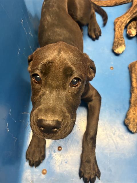 Shelter Stray Female Dog last seen NAYLOR AVE, TAFT CA 93268, Bakersfield, CA 93308