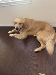 Found/Stray Male Dog last seen Montrose circle, Conroe, TX 77301