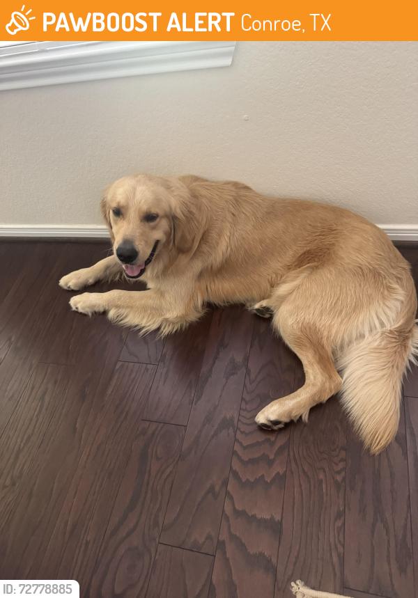 Found/Stray Male Dog last seen Montrose circle, Conroe, TX 77301