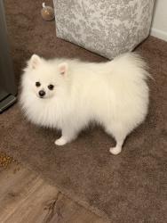 Lost Male Dog last seen NA, Yuma, AZ 85364