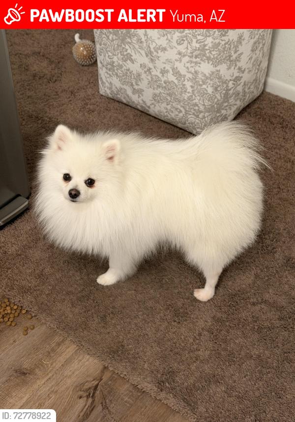 Lost Male Dog last seen NA, Yuma, AZ 85364