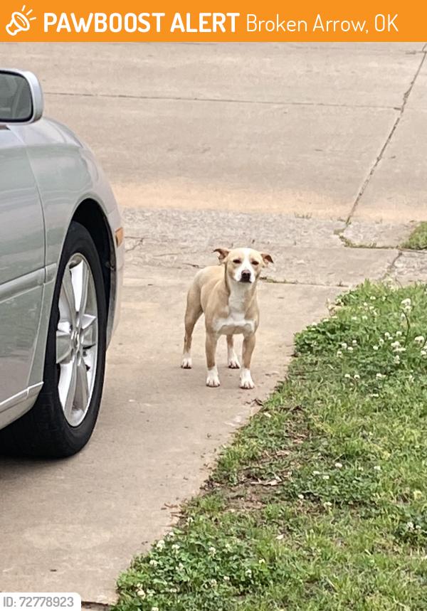 Found/Stray Male Dog last seen Elm and the Creek Trurnpike, Broken Arrow, OK 74011