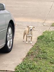 Found/Stray Male Dog last seen Elm and the Creek Trurnpike, Broken Arrow, OK 74011