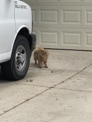 Found/Stray Unknown Dog last seen Sandía Bluff and Arbor Bluff , San Antonio, TX 78240