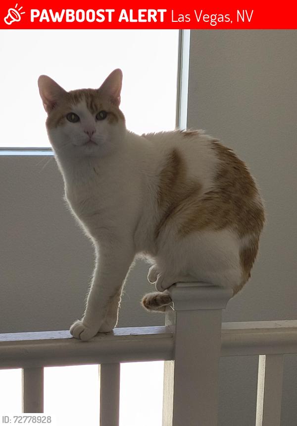 Lost Male Cat last seen Hacienda ave, Las Vegas, NV 89113