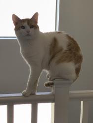 Lost Male Cat last seen Hacienda ave, Las Vegas, NV 89113