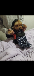 Lost Male Dog last seen By the housing complex , Columbus, GA 31907