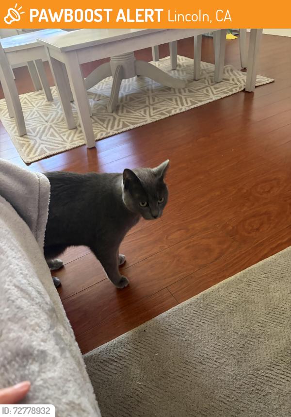 Found/Stray Unknown Cat last seen Joiner , Lincoln, CA 95648