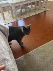 Found/Stray Unknown Cat last seen Joiner , Lincoln, CA 95648