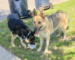 Found/Stray Male Dog last seen 7th and Rockwell, Oklahoma City, OK 73127