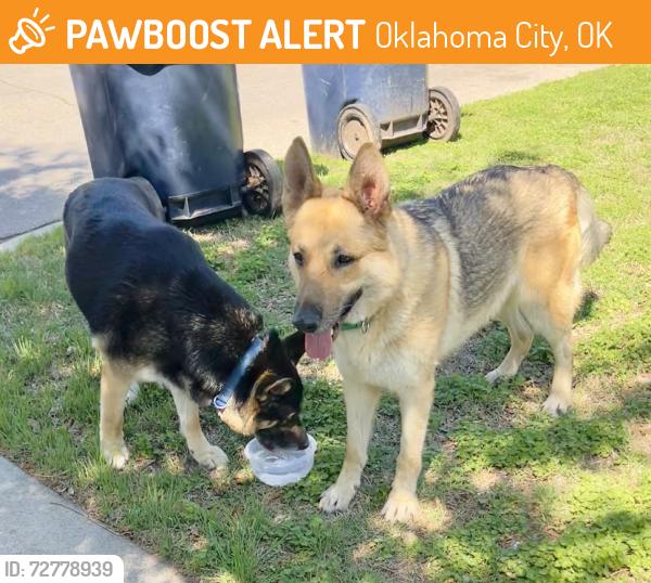 Found/Stray Male Dog last seen 7th and Rockwell, Oklahoma City, OK 73127