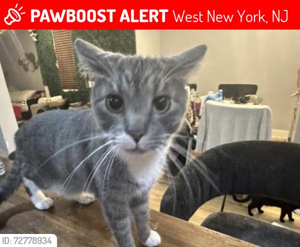 Lost Male Cat last seen Broadway and park Ave , West New York, NJ 07093