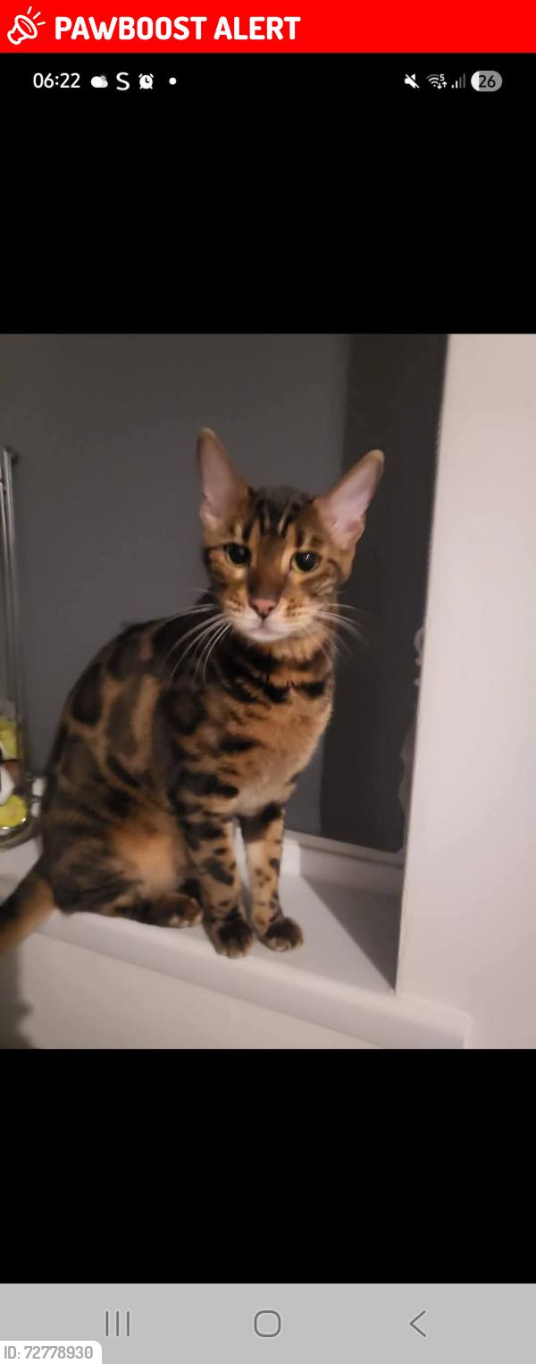 Lost Female Cat last seen Brierley hill hawbush, West Midlands, England DY5