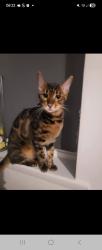 Lost Female Cat last seen Brierley hill hawbush, West Midlands, England DY5