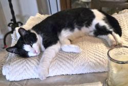 Lost Female Cat last seen Indian School & Marcato, Albuquerque, NM 87104