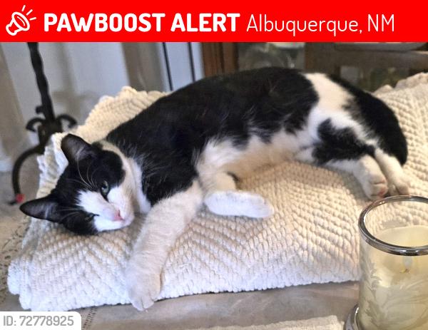 Lost Female Cat last seen Indian School & Marcato, Albuquerque, NM 87104