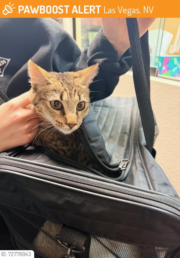 Found/Stray Unknown Cat last seen Fort Apache/Rhodes Ranch, Las Vegas, NV 89117