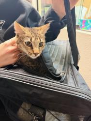 Found/Stray Unknown Cat last seen Fort Apache/Rhodes Ranch, Las Vegas, NV 89117