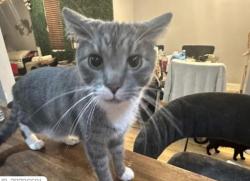 Lost Male Cat last seen broadway and Park avenue, West New York, NJ 07093