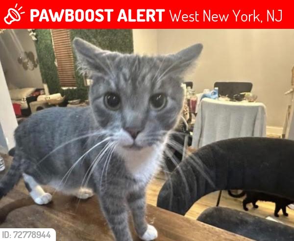 Lost Male Cat last seen broadway and Park avenue, West New York, NJ 07093