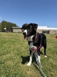 Lost Female Dog last seen Providence road, Chesapeake, VA 23325