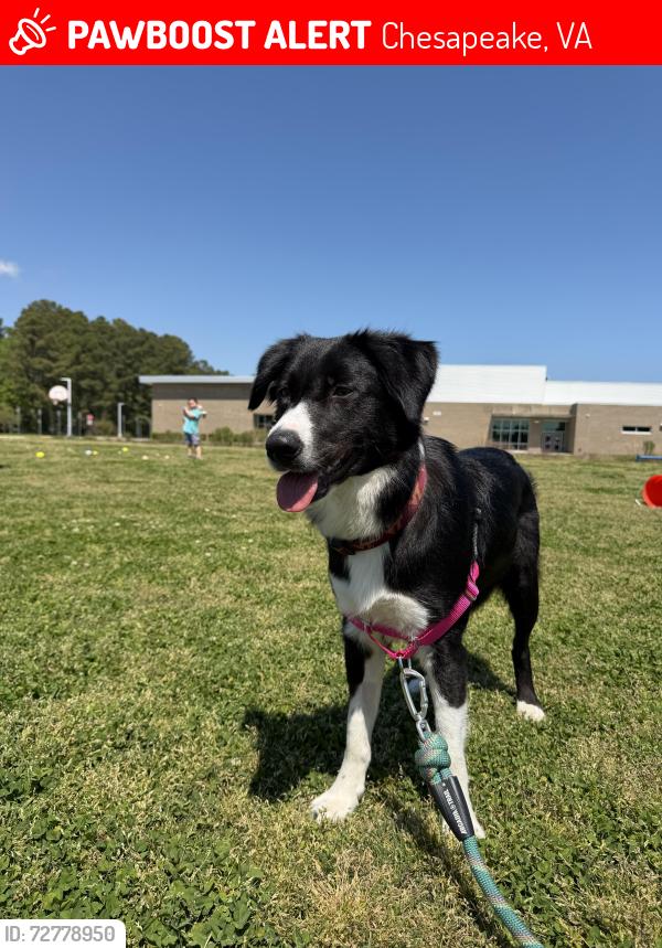Lost Female Dog last seen Providence road, Chesapeake, VA 23325