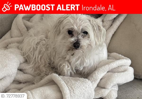 Lost Female Dog last seen Karl Daly , Irondale, AL 35210