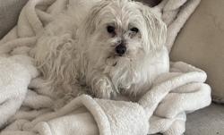 Lost Female Dog last seen Karl Daly , Irondale, AL 35210