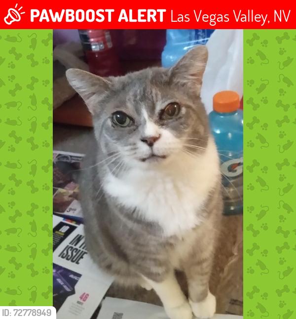 Lost Female Cat last seen Boulevard Mall and Twain Avenue, Las Vegas NV, Las Vegas Valley, NV 89147