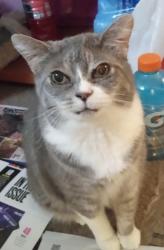 Lost Female Cat last seen Boulevard Mall and Twain Avenue, Las Vegas NV, Las Vegas Valley, NV 89147