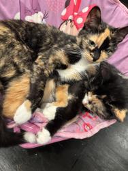 Lost Female Cat last seen Sweet Water, Garden City, SC 29576