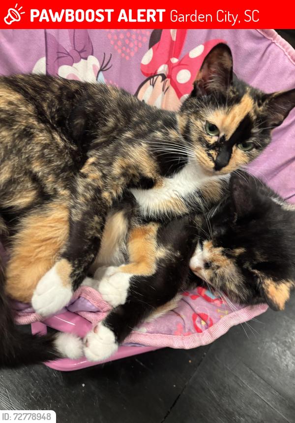 Lost Female Cat last seen Sweet Water, Garden City, SC 29576