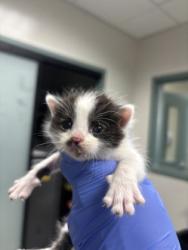 Shelter Stray Female Cat last seen Oakland, CA 94601, Oakland, CA 94601