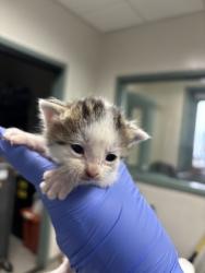 Shelter Stray Male Cat last seen Oakland, CA 94601, Oakland, CA 94601