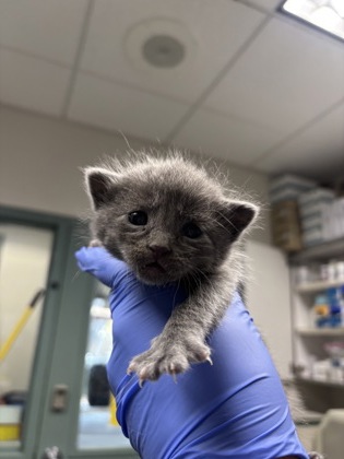 Shelter Stray Female Cat last seen Oakland, CA 94601, Oakland, CA 94601