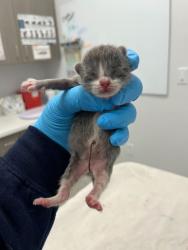 Shelter Stray Female Cat last seen 8th and Van Brunt Blvd, KCMO, 64124, 64124, MO, Kansas City, MO 64132