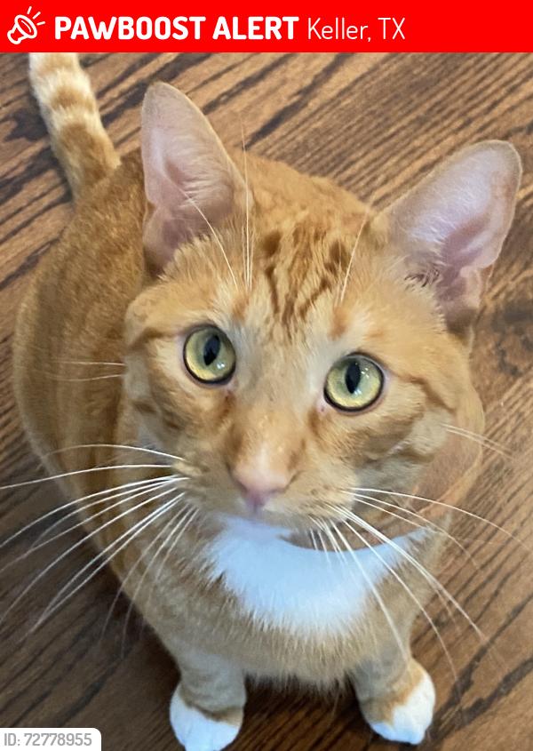Lost Male Cat last seen Davis Blvd; Shady Oaks , Keller, TX 76248