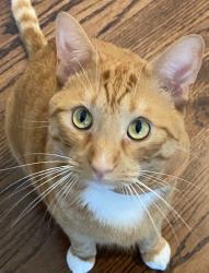 Lost Male Cat last seen Davis Blvd; Shady Oaks , Keller, TX 76248
