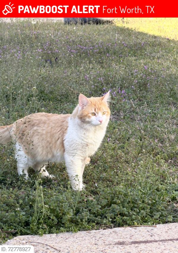 Lost Male Cat last seen N Beach St & E Belknap St, Fort Worth, TX 76111