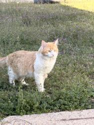 Lost Male Cat last seen N Beach St & E Belknap St, Fort Worth, TX 76111