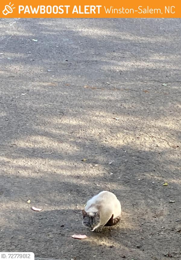 Found/Stray Unknown Cat last seen Old Vineyard Ct, Winston-Salem, NC 27104