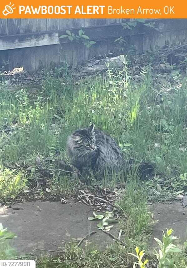 Found/Stray Unknown Cat last seen cooper creak , Broken Arrow, OK 74012