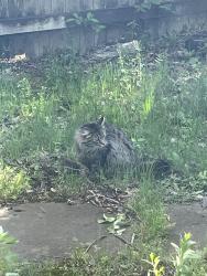 Found/Stray Unknown Cat last seen cooper creak , Broken Arrow, OK 74012