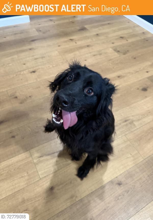 Found/Stray Female Dog last seen Triana, San Diego, CA 92117