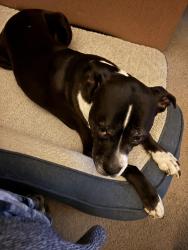 Lost Female Dog last seen 71st and Camberwood, Indianapolis, IN 46228